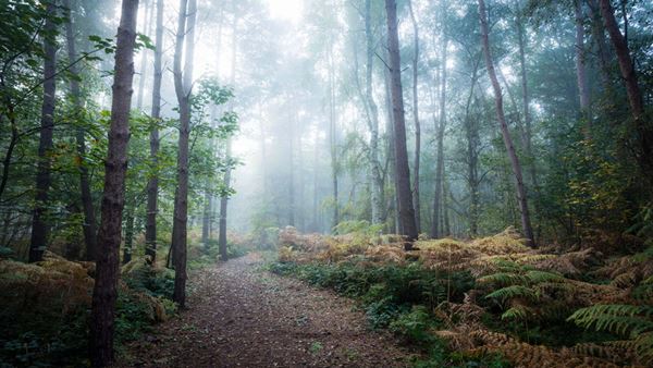 A leafy pathway through a misty wood – peaceful or daunting?